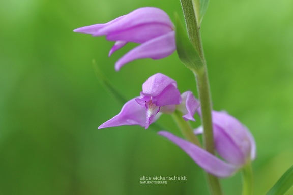 Rotes Waldvögelein (Cephalanthera rubra)